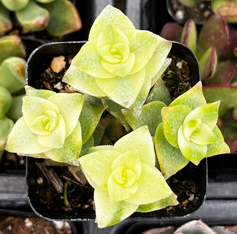 Variegated String of Buttons