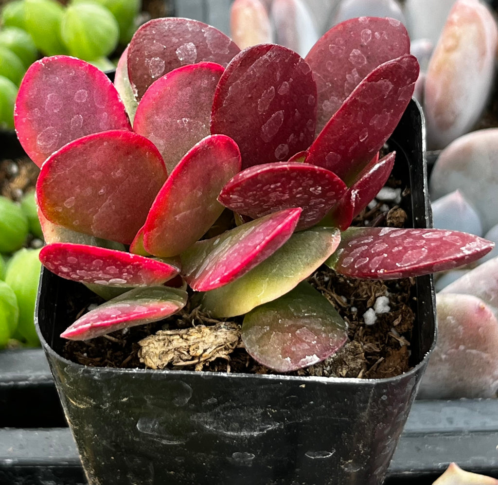 red jade plant care Crassula Red Jade