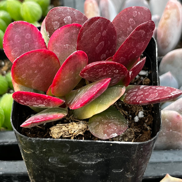 red jade plant akai Crassula Red Jade