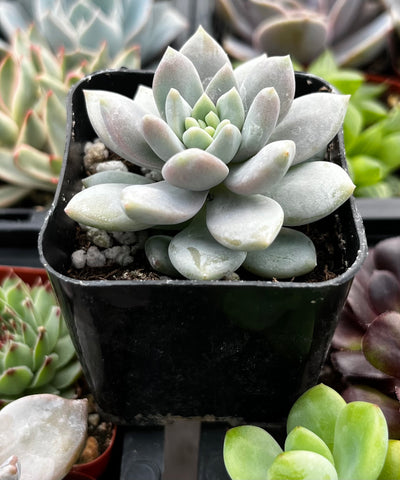 petal leaf succulents Graptopetalum Petal
