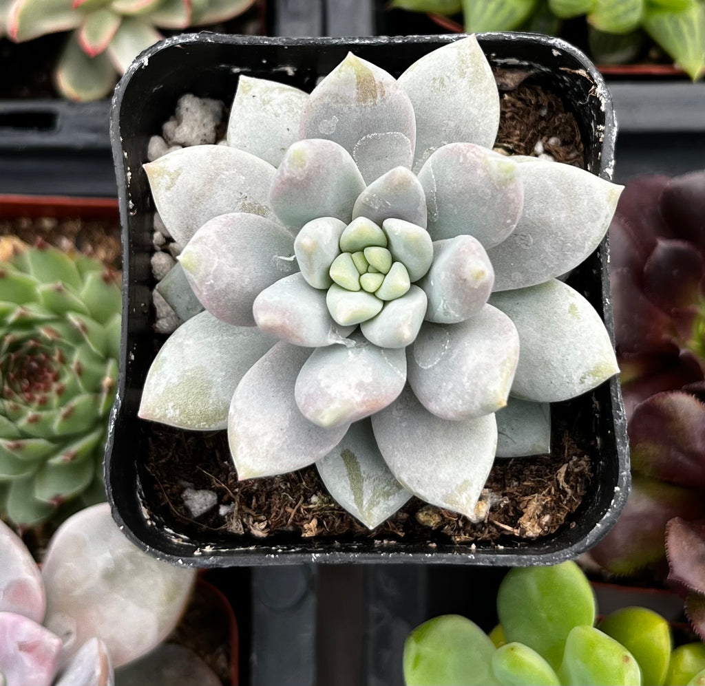 petal leaf succulents Graptopetalum Petal