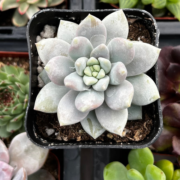 petal leaf succulent Graptopetalum Petal
