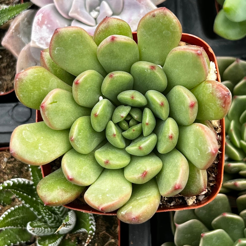 graptoveria bashful succulent Graptoveria Bashful