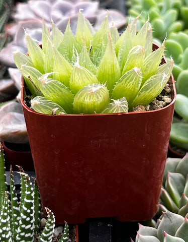 plump haworthia cooperi succulent Haworthia Cooperi