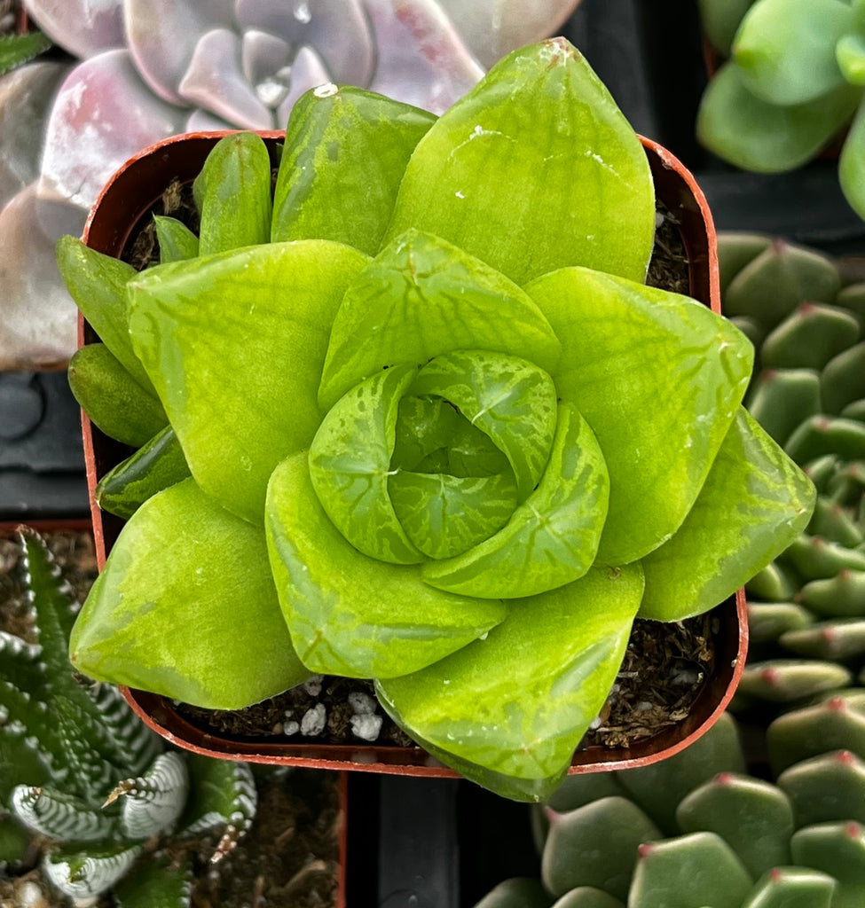obtusa succulent Haworthia Cymbiformis Var Obtusa