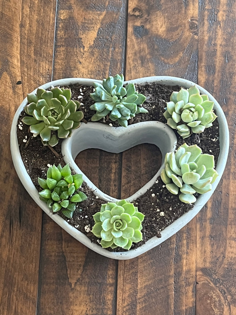 Heart Shaped Succulent Pot