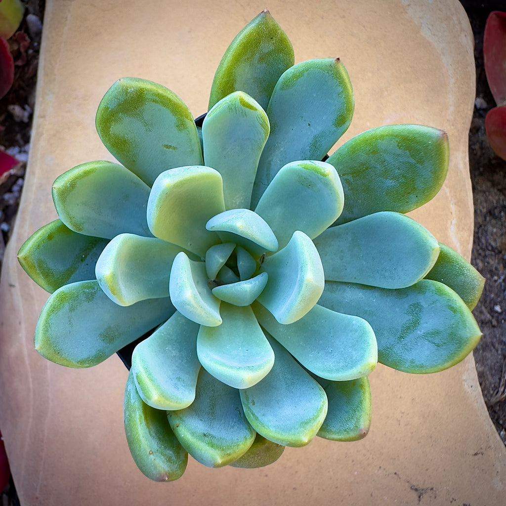 fanfare succulent Graptoveria Fanfare