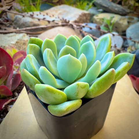 fanfare succulent Graptoveria Fanfare