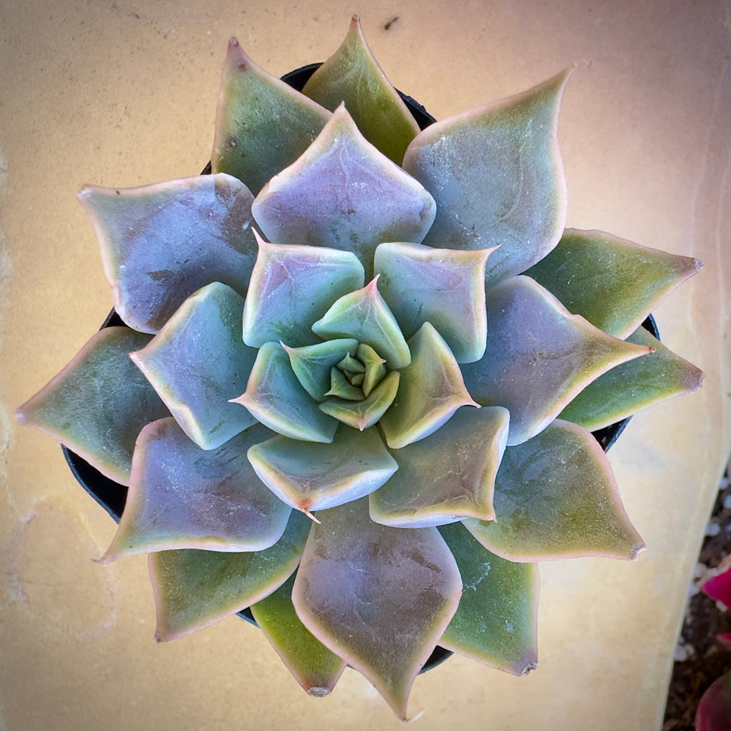 rusbyi succulent Graptopetalum Rusbyi