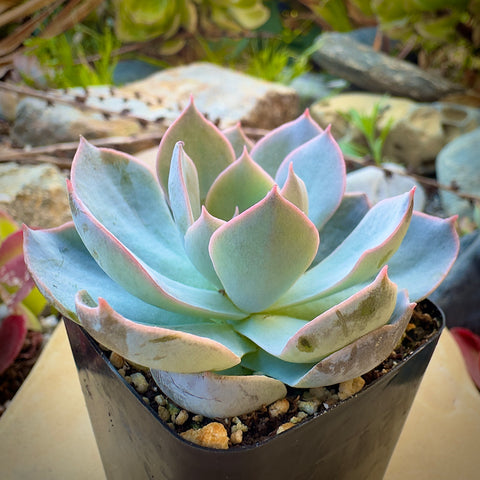 echeveria subsessilis succulent Echeveria Subsessilis