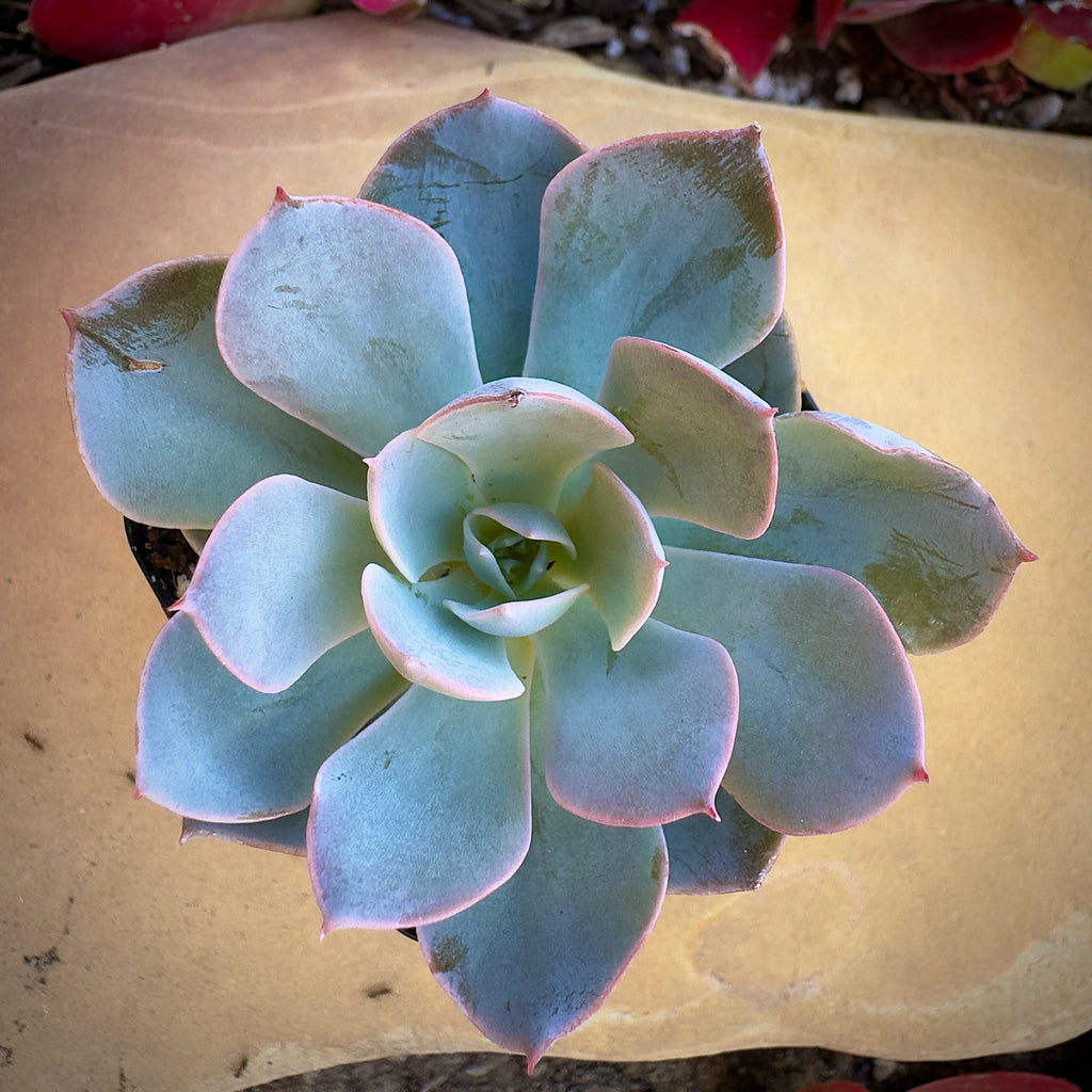 light blue succulents Echeveria Subsessilis