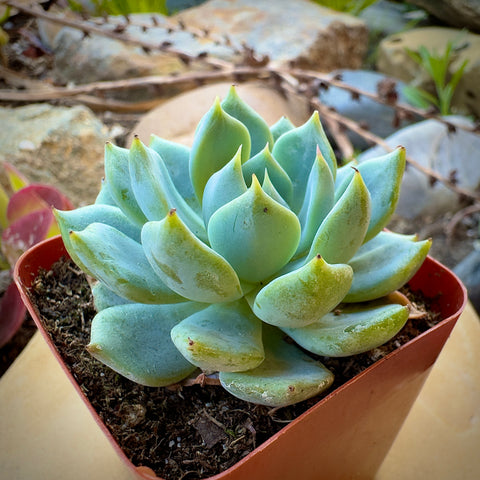 blue rose succulent care Echeveria Blue Rose