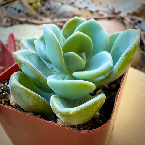 ice princess succulent Echeveria Ice Green