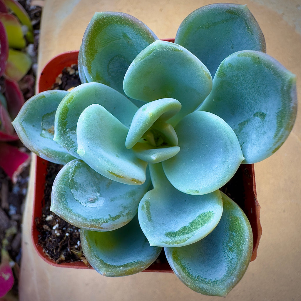 ice jade succulent Echeveria Ice Green