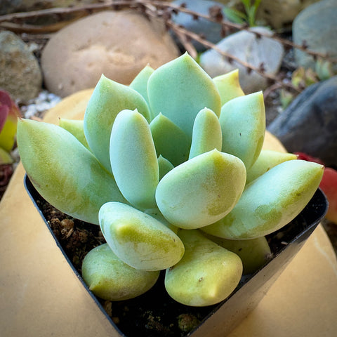 a grim one succulent Graptoveria 'Grim One'