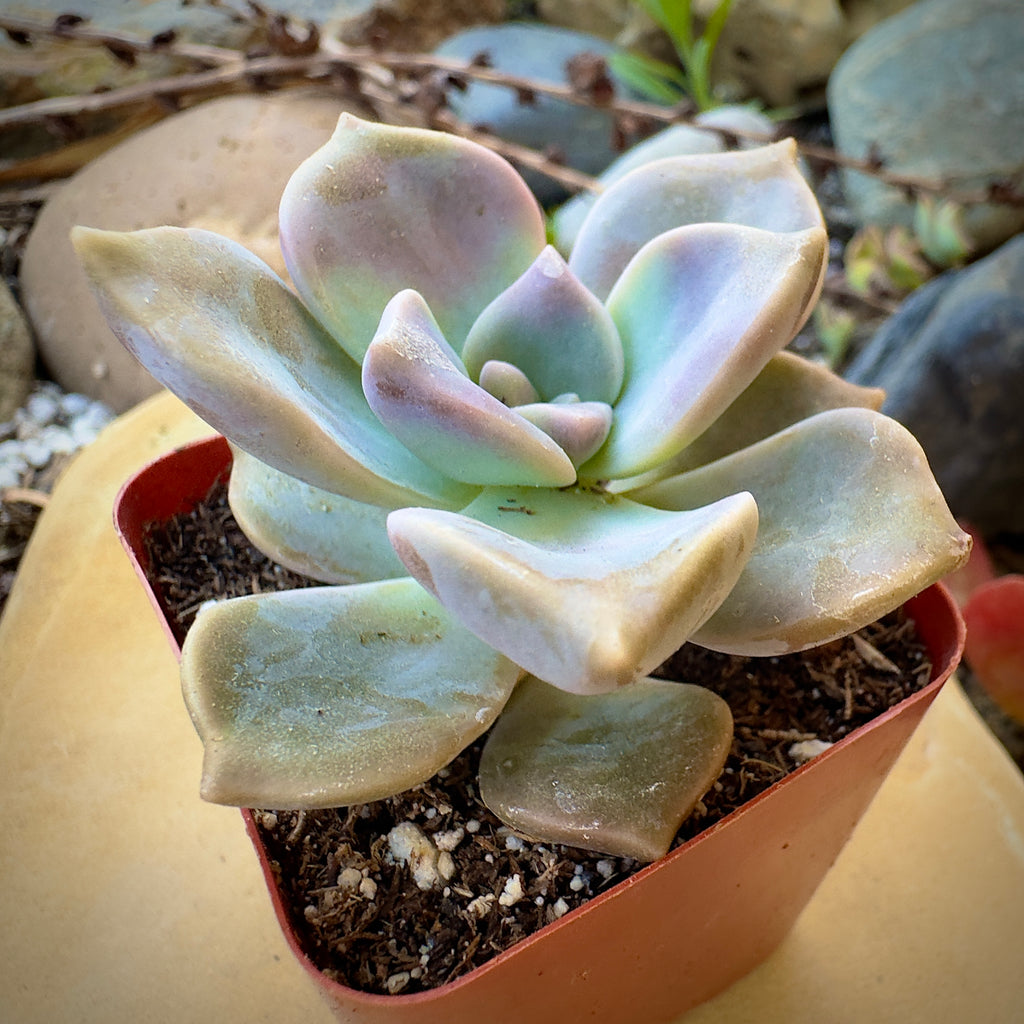 succulent superbum Graptopetalum Superbum