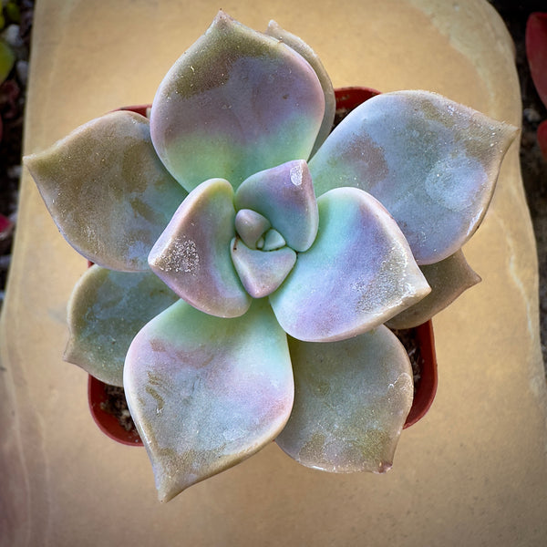 superbum succulent Graptopetalum Superbum