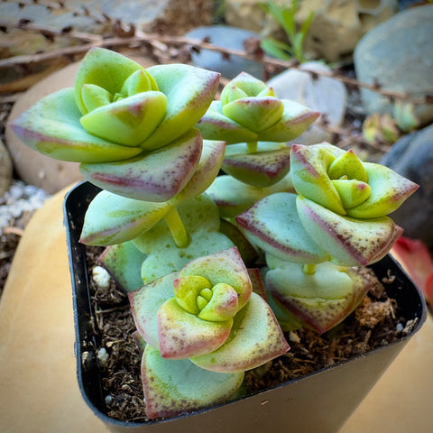 Crassula String of Buttons