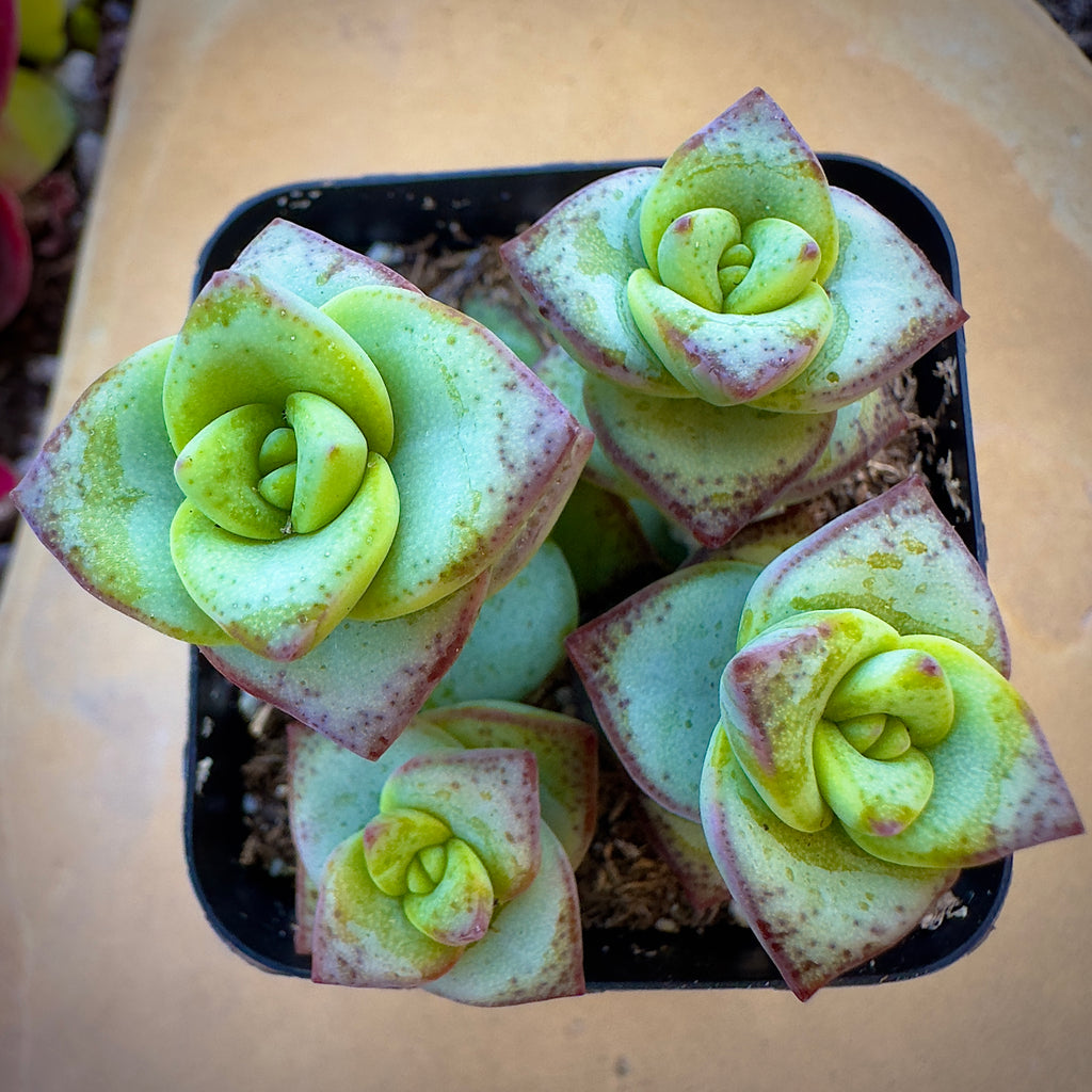 Crassula String of Buttons