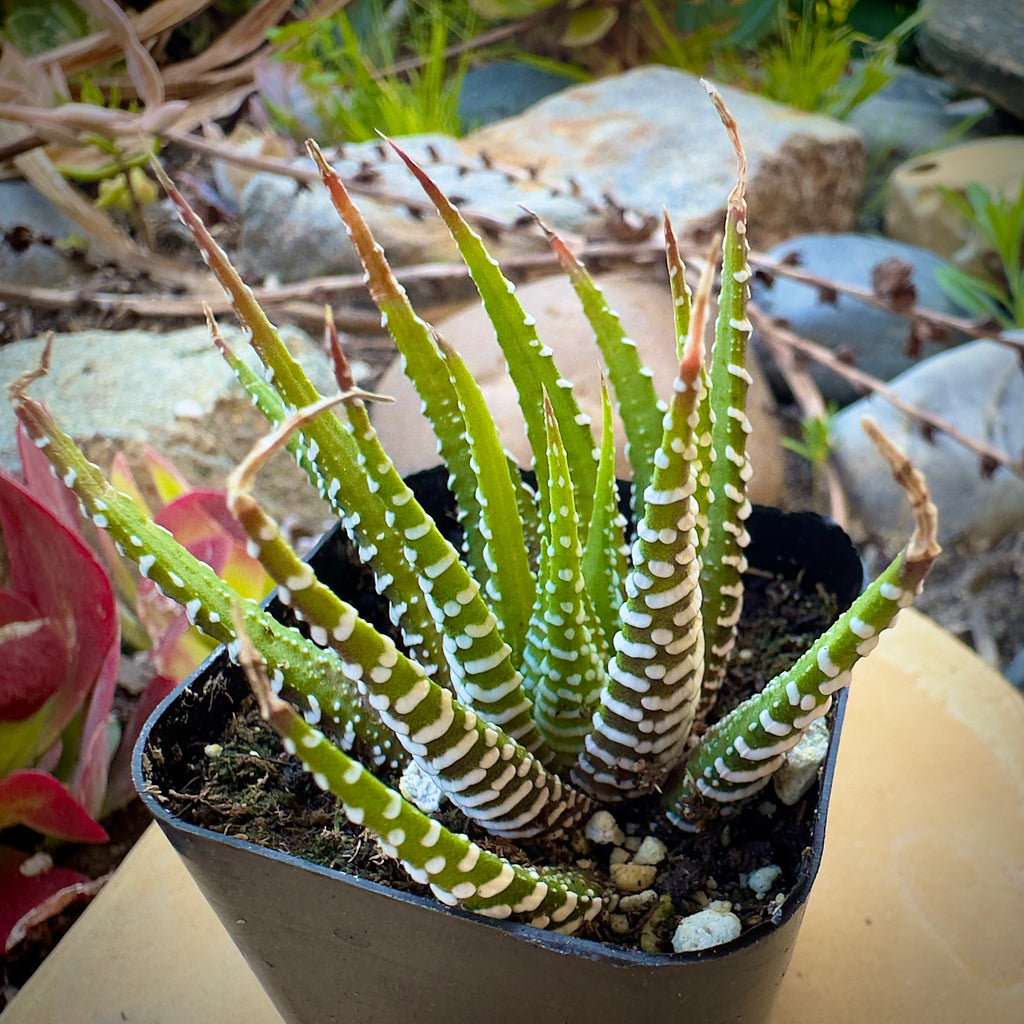 zebra succulent for sale Haworthia Zebra/ Best Beginner Succulent