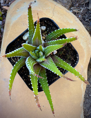 succulents box haworthia zebra plant Buy Haworthia Zebra