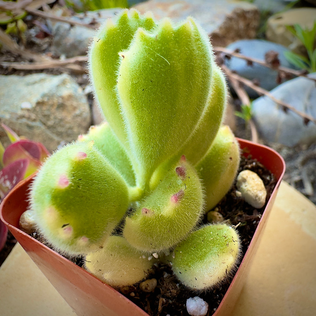 cat paw succulent Buy Cotyledon Tomentosa Bears Paw