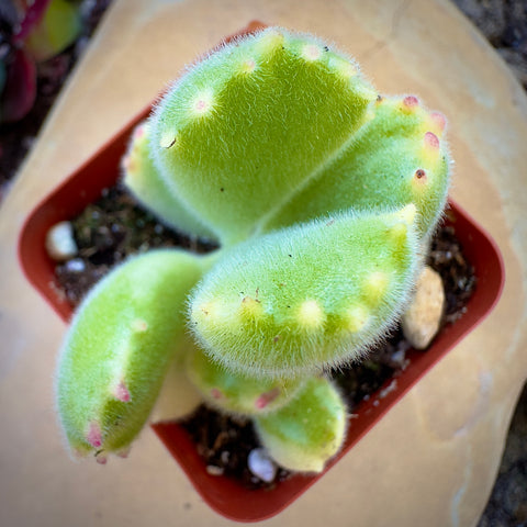 teddy bear paw succulent Buy Cotyledon Tomentosa Bears Paw