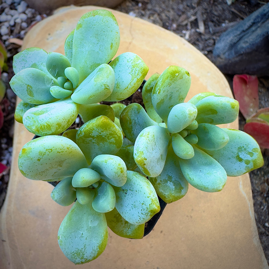 clavatum succulent Sedum Clavatum