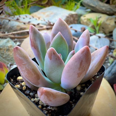 succulent graptoveria Buy Graptoveria Opalina