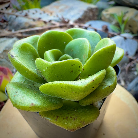 lily pad succulent Aeonium Lily Pad