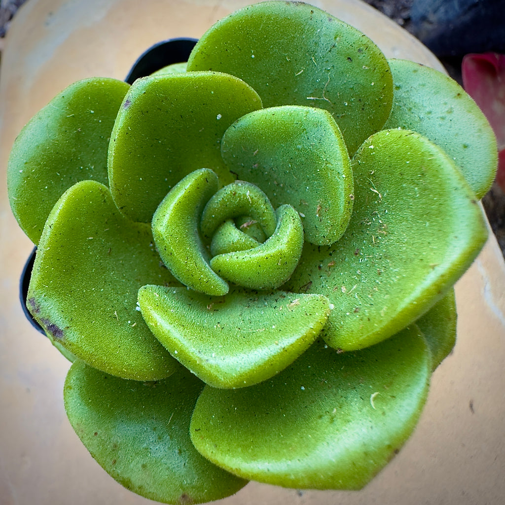 aeonium lily pad succulent care Buy Aeonium Lily Pad