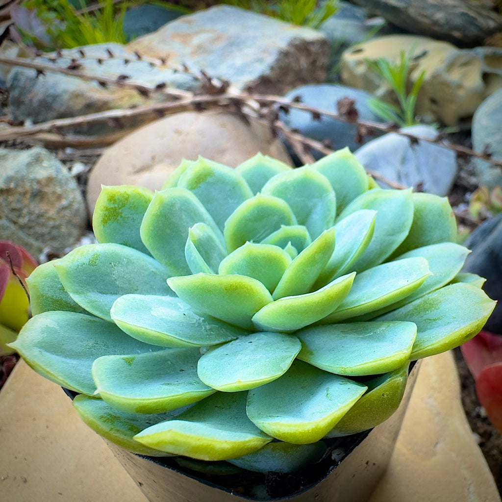 mexican gem succulent Buy Echeveria Elegans Mexican Snowball