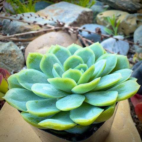 elegans succulent Buy Echeveria Elegans Mexican Snowball