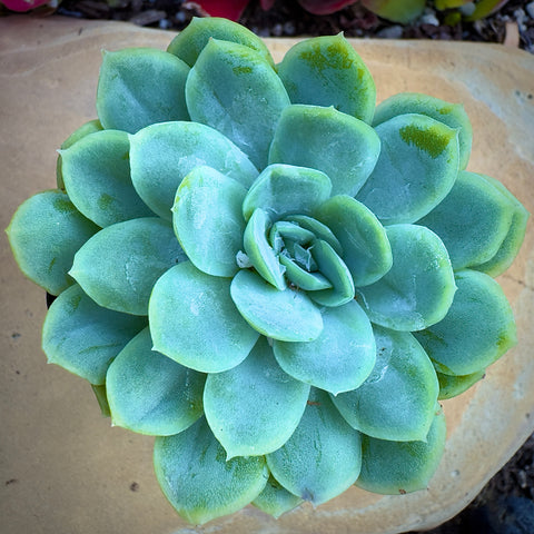 mexican snowball succulent care Buy Echeveria Elegans Mexican Snowball