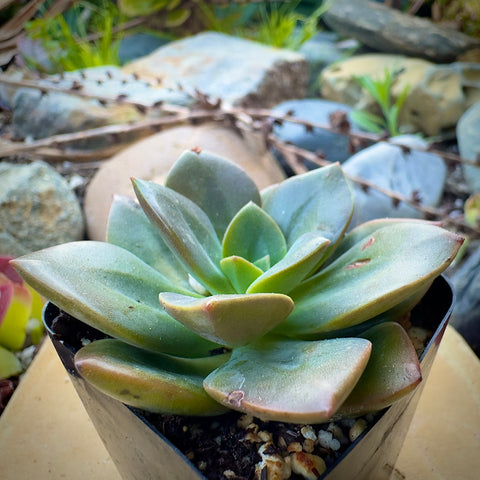 chroma succulent care Echeveria Chroma