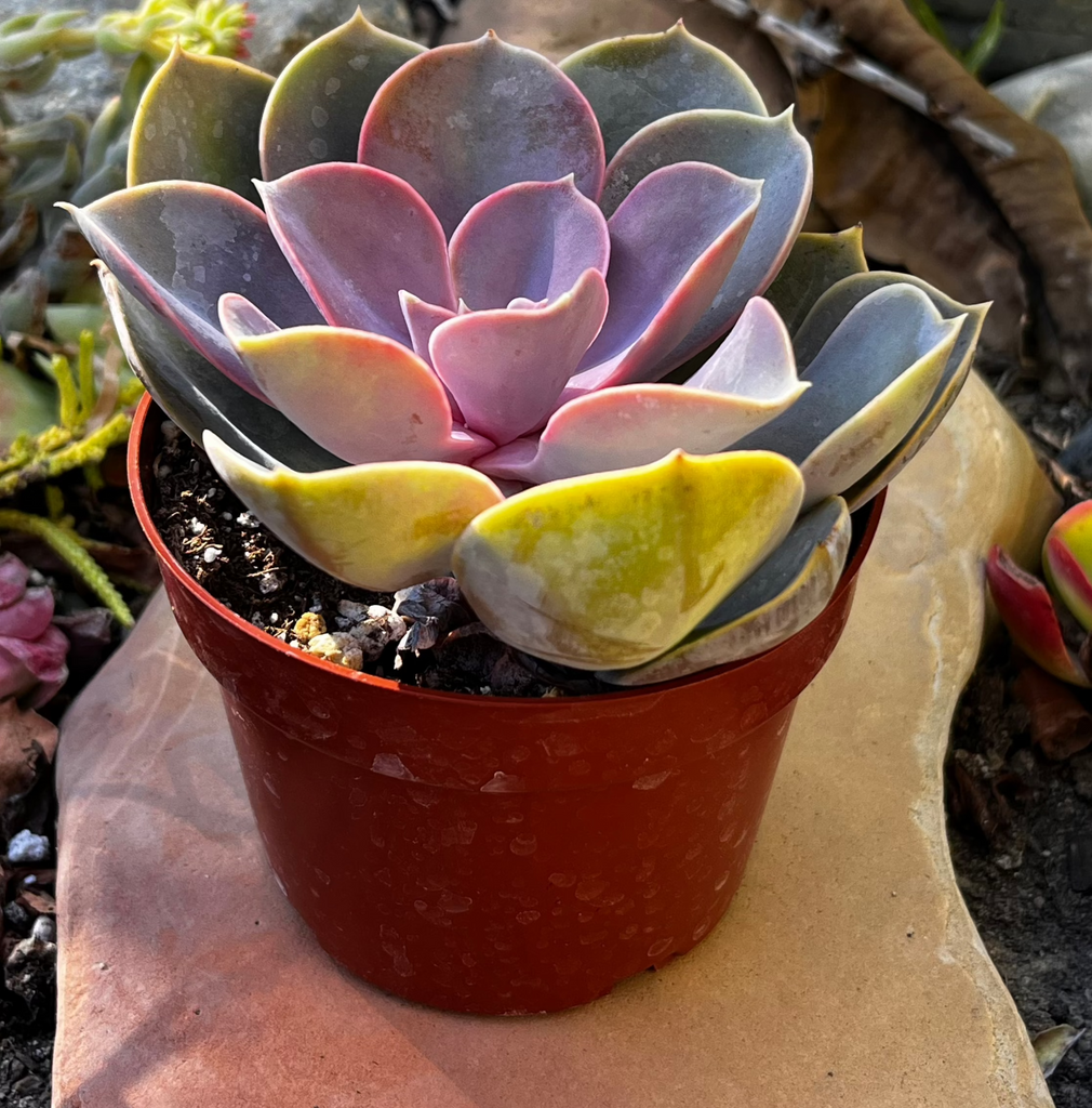 Echeveria 'Perle Von Nurnberg'