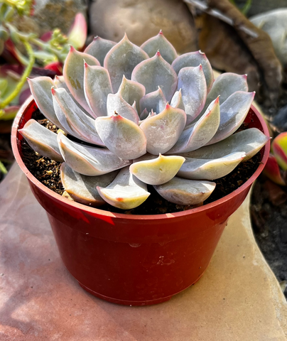 orion succulent Echeveria Orion