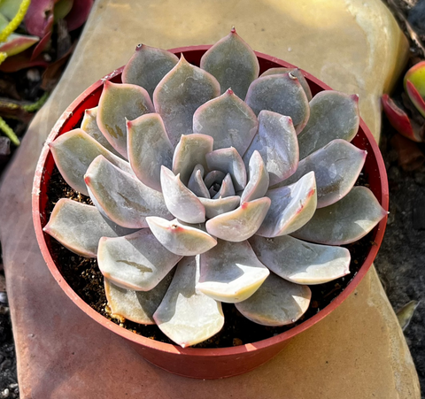 echeveria orion succulent Echeveria Orion