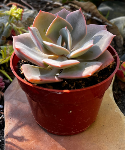 dusty rose succulent care Buy Echeveria Dusty Rose