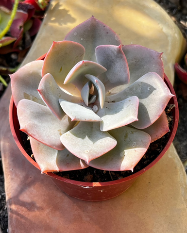dusty rose succulent Buy Echeveria Dusty Rose