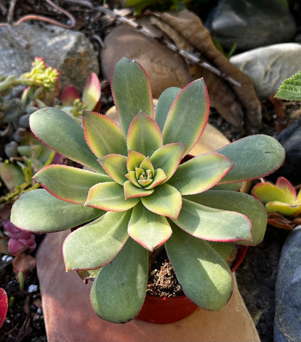 succulent leaves for sale Buy Aeonium Kiwi