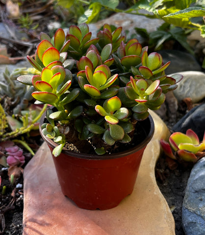 jade plant sale Buy Crassula Hummel's Sunset