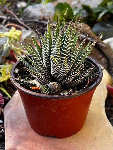 zebra succulent watering Buy Haworthia Zebra