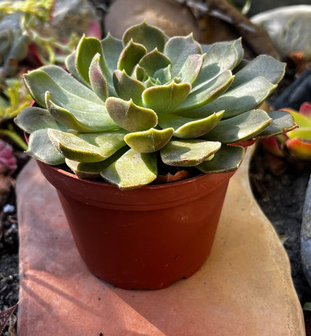 green wheel succulent Echeveria Green Wheel