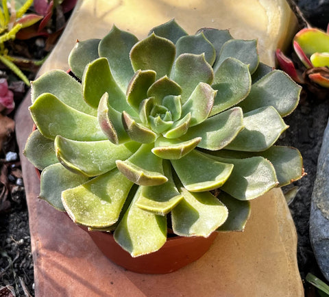 green wheel succulent Echeveria Green Wheel