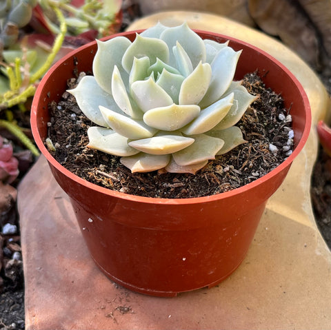 lola succulent plant Buy Echeveria Lola