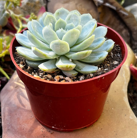 mexican gem succulent Buy Echeveria Elegans Mexican Snowball