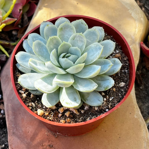 mexican snowball succulent care Buy Echeveria Elegans Mexican Snowball