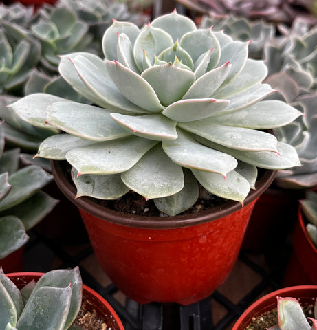 painted lady succulent plant Buy Echeveria Derenbergii (Painted Lady)