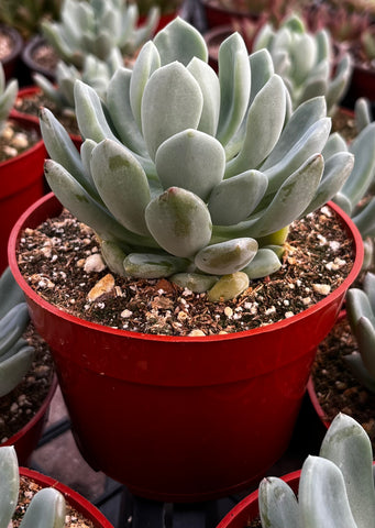 fanfare succulent Graptoveria Fanfare
